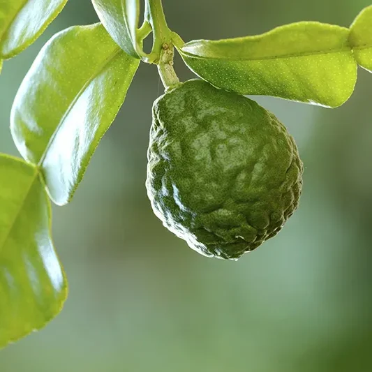 Primo piano di un bergamotto, ingrediente chiave nel profumo Nero Estremo di Laura Biagiotti.