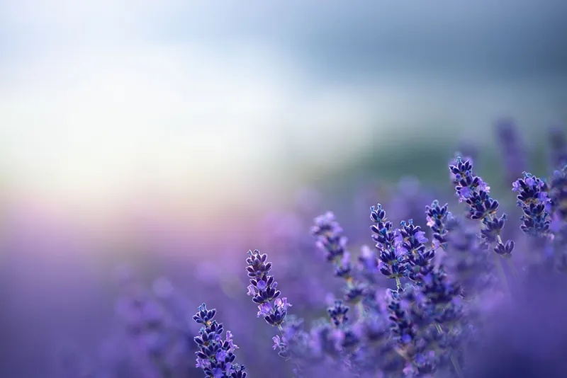 Primo piano di fiori di lavanda, ingrediente aromatico del profumo Nero Estremo di Laura Biagiotti.